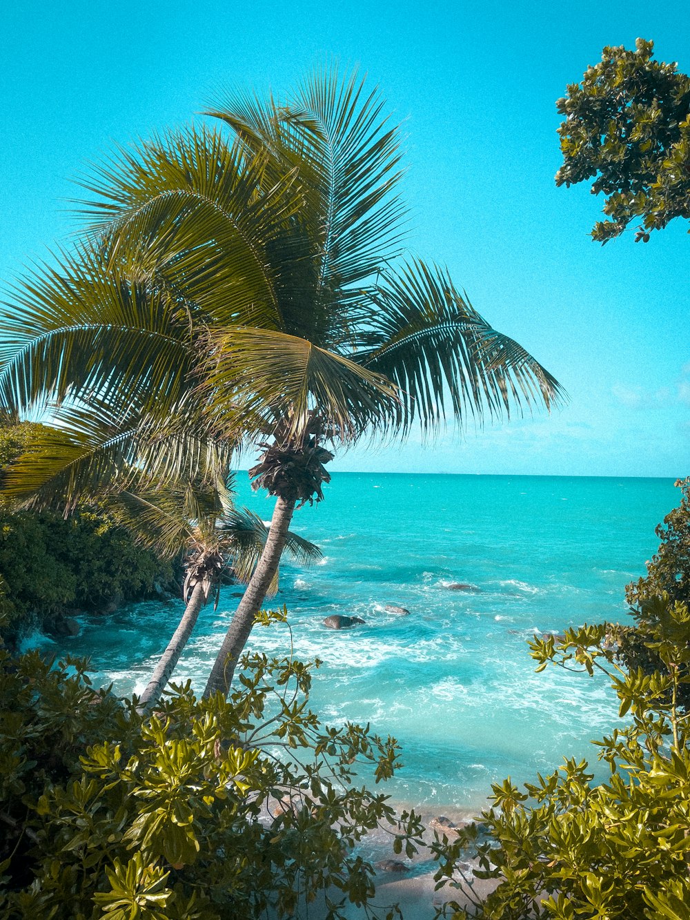 a view of a beach with a palm tree in the foreground