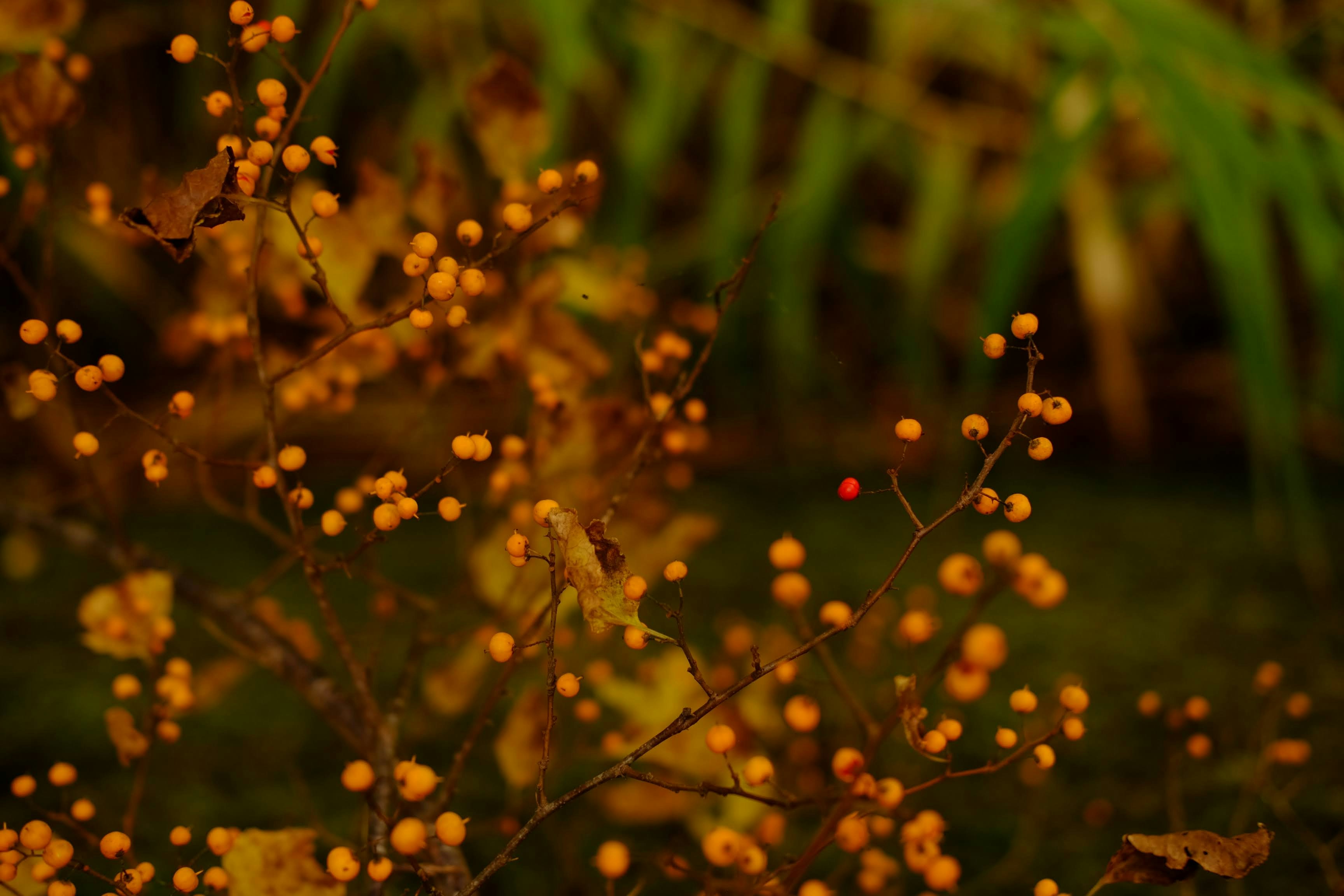 Photo by seiya_maeda