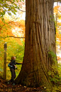 a woman standing next to a large tree in a forest