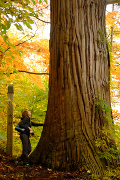 a woman standing next to a large tree in a forest