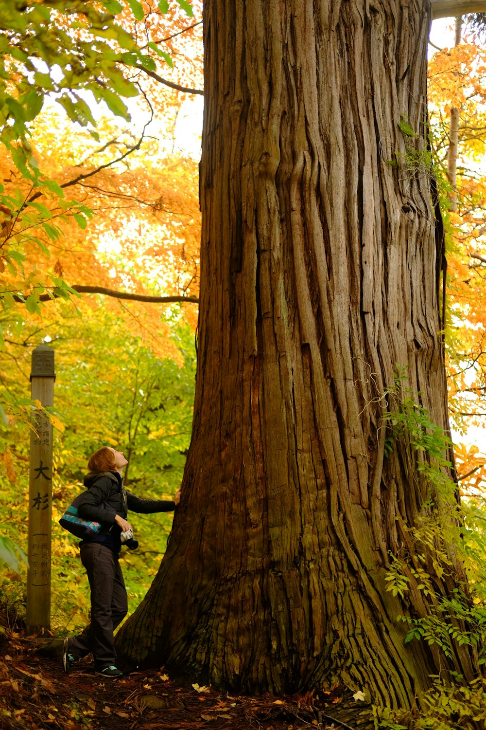 a woman standing next to a large tree in a forest