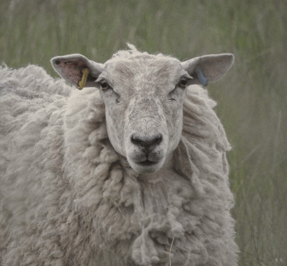 um close up de uma ovelha em um campo de grama