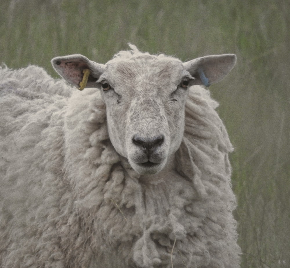 a close up of a sheep in a field of grass