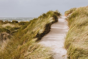 A quiet coastal path lined with dune grass swaying in the breeze.