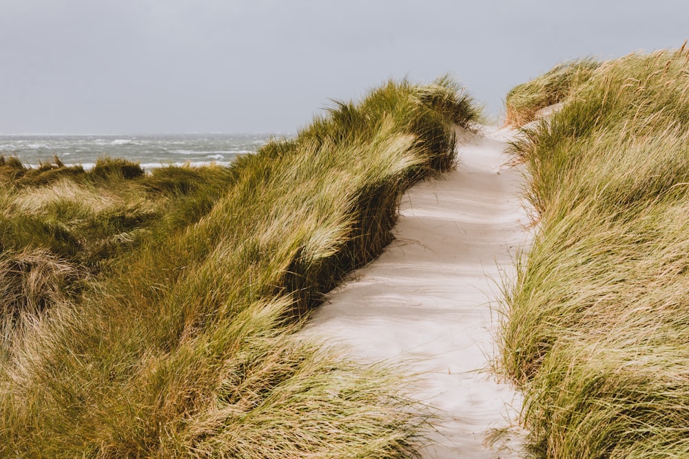 a path leading to the beach through tall grass