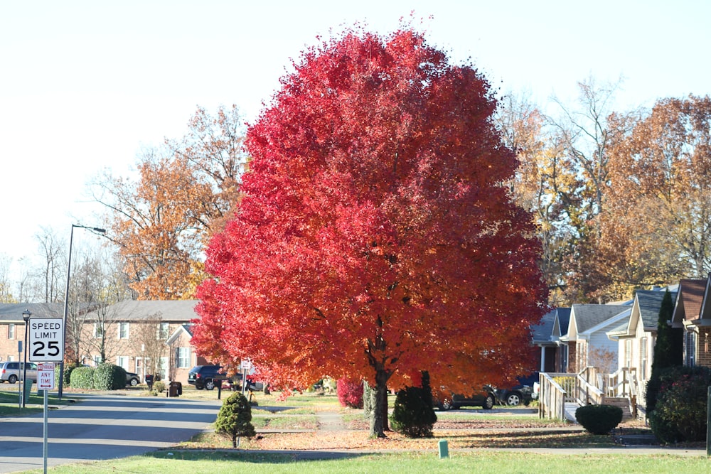a red tree in the middle of a neighborhood
