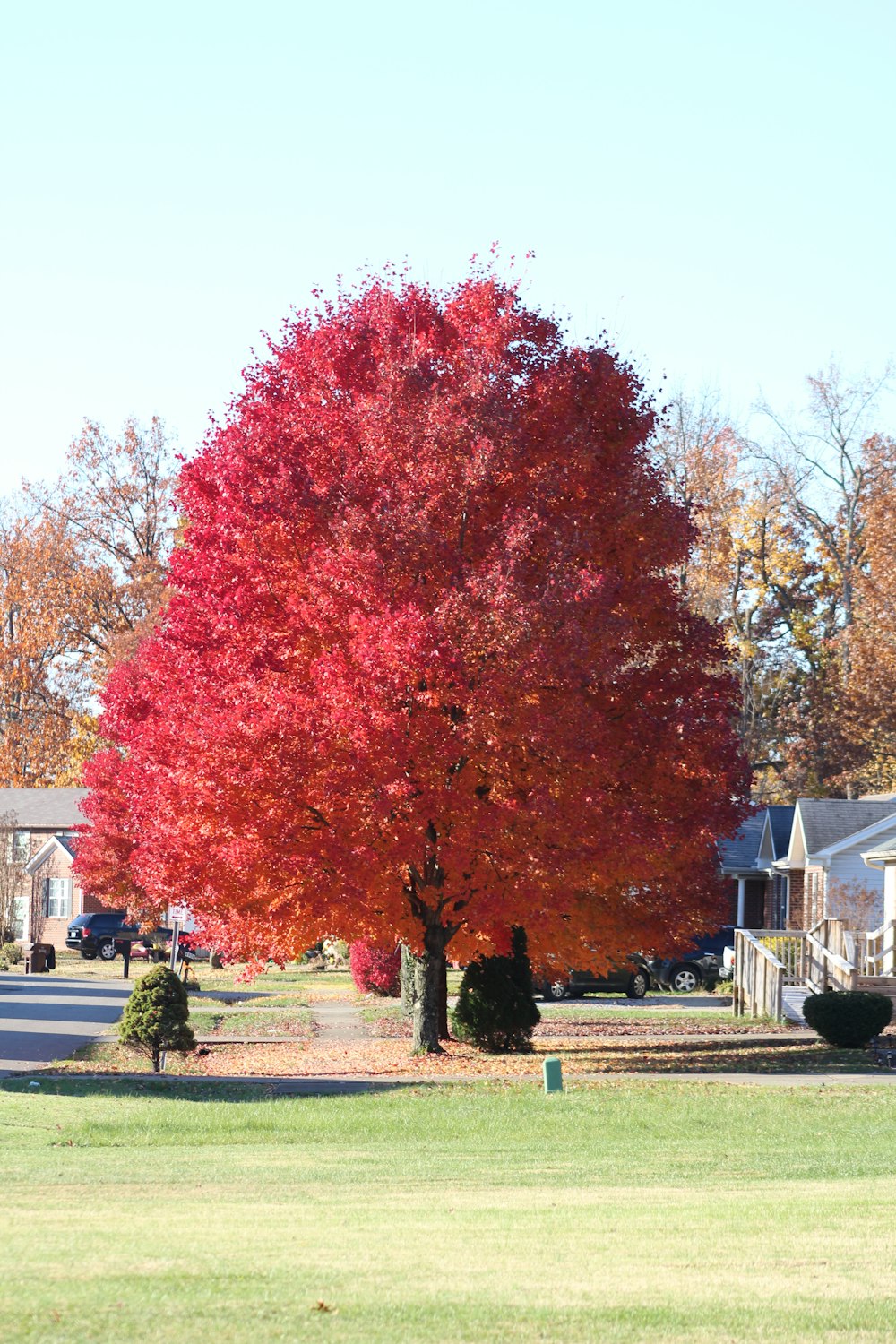a large red tree in the middle of a park