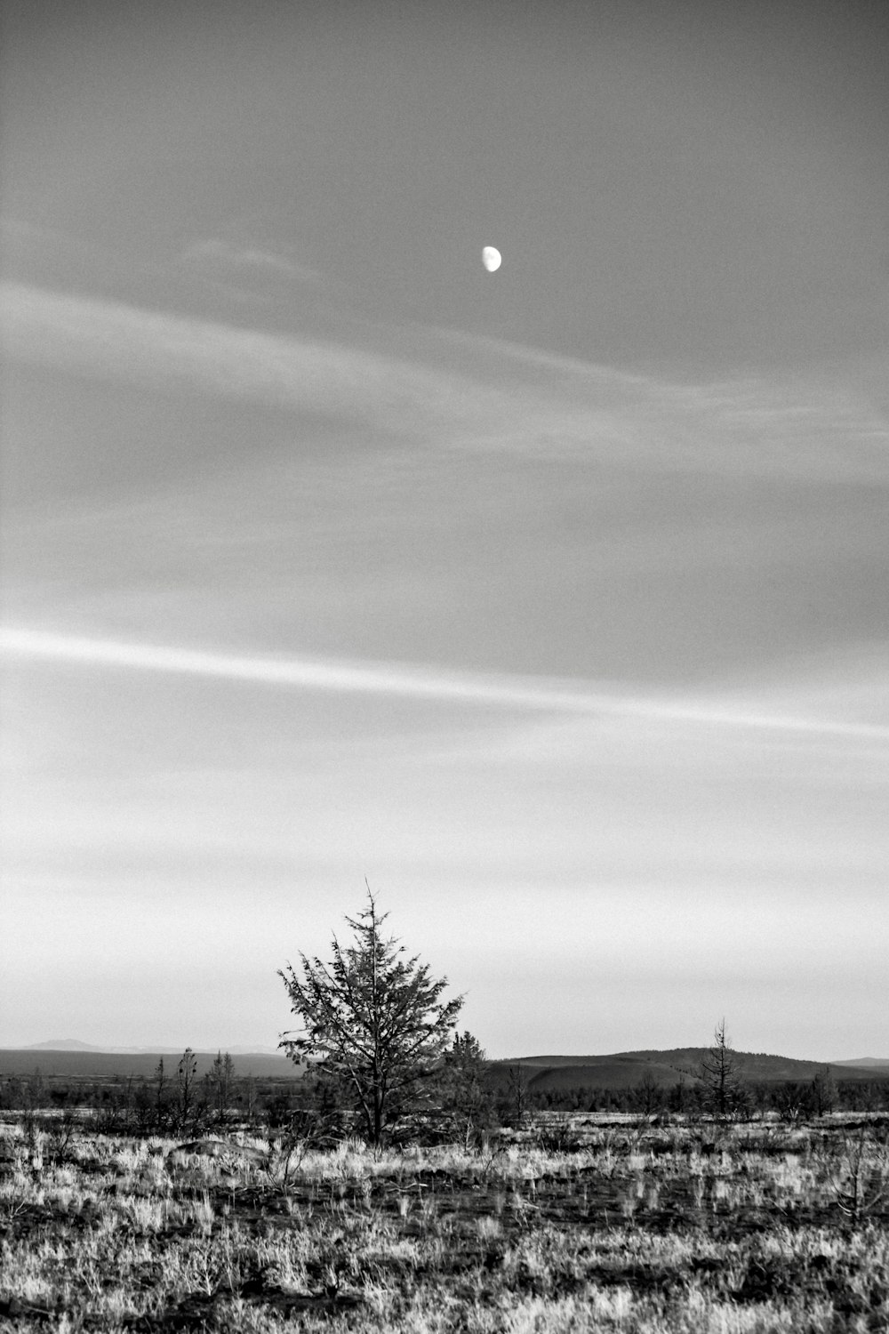 a black and white photo of a lone tree in a field