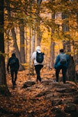 Three people with backpacks walk along a forest path surrounded by trees with vibrant autumn foliage. The ground is covered in fallen leaves, and the scene conveys a sense of exploration and tranquility.