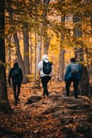 a group of people walking through a forest