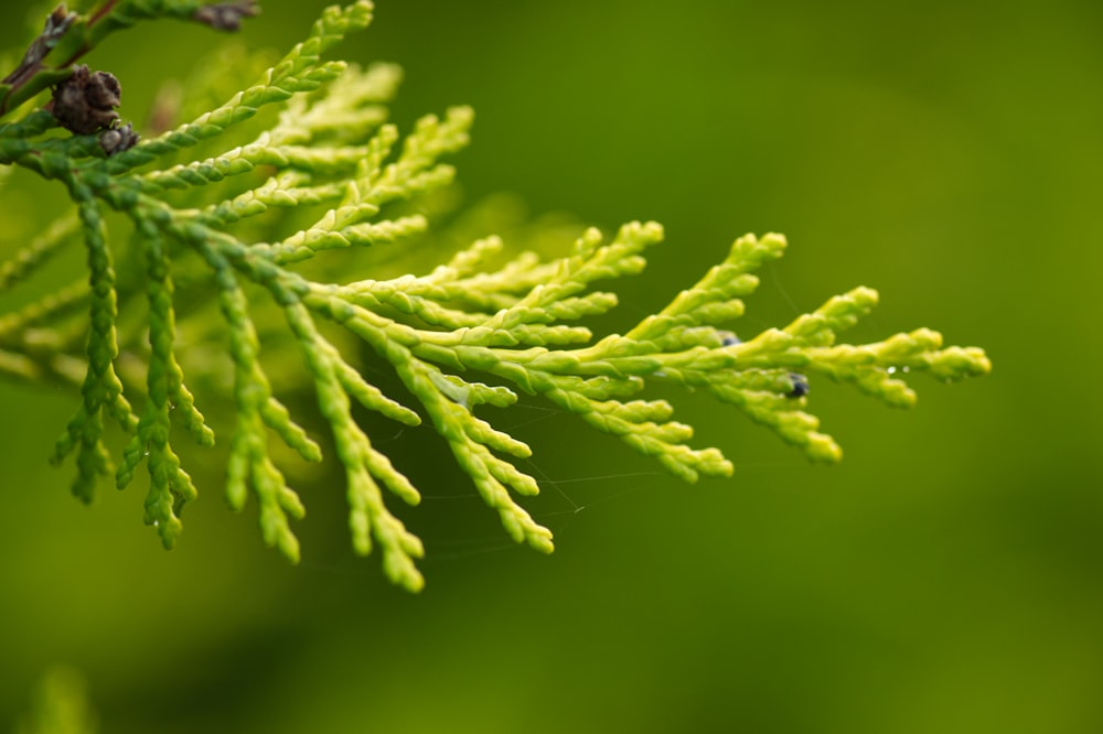 a close up of a green tree branch