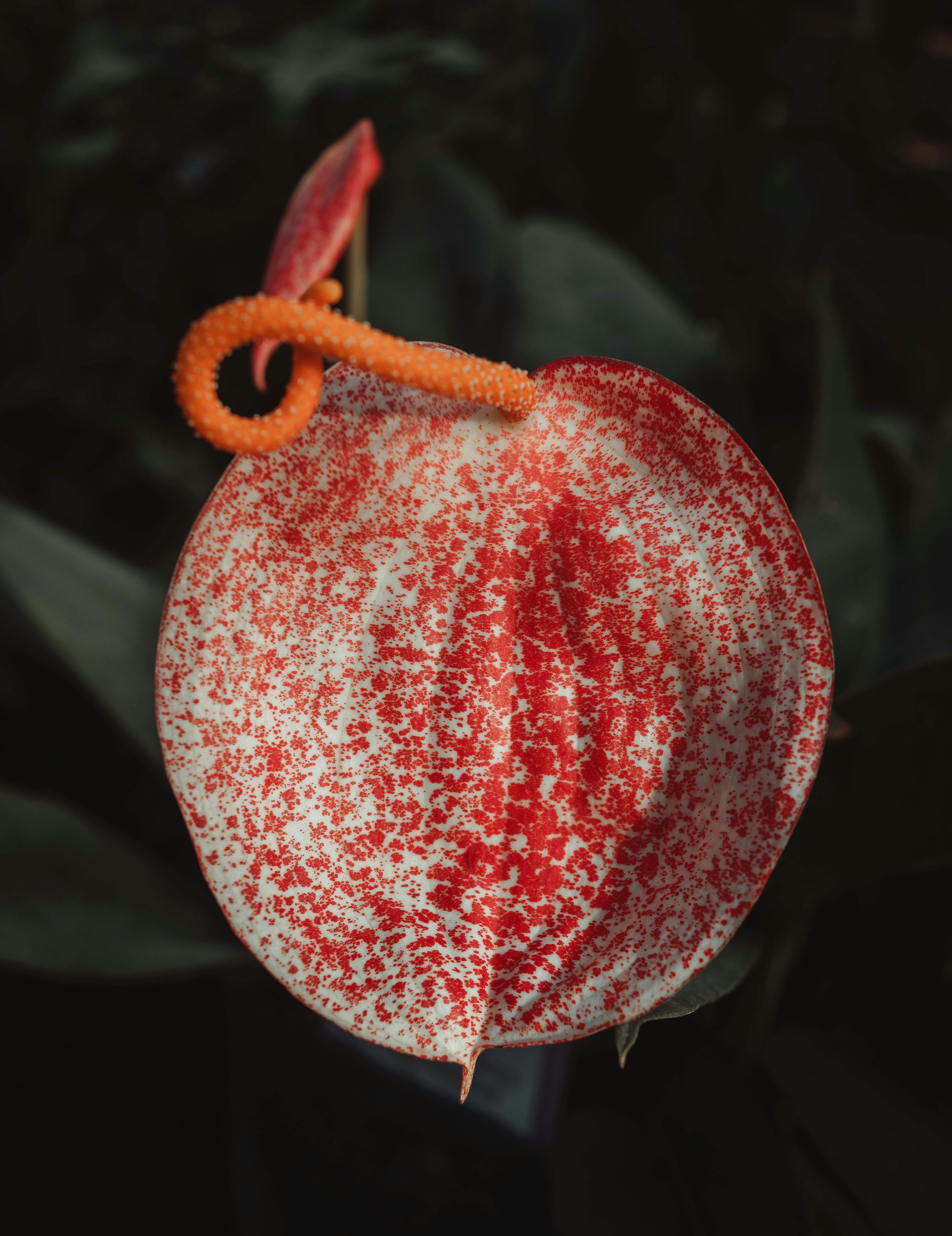 How To Make A Flower In Fruits Rapper Pictures | Download Free Images ...