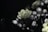 A close-up of a dark flower blooming, symbolizing beauty in darkness.