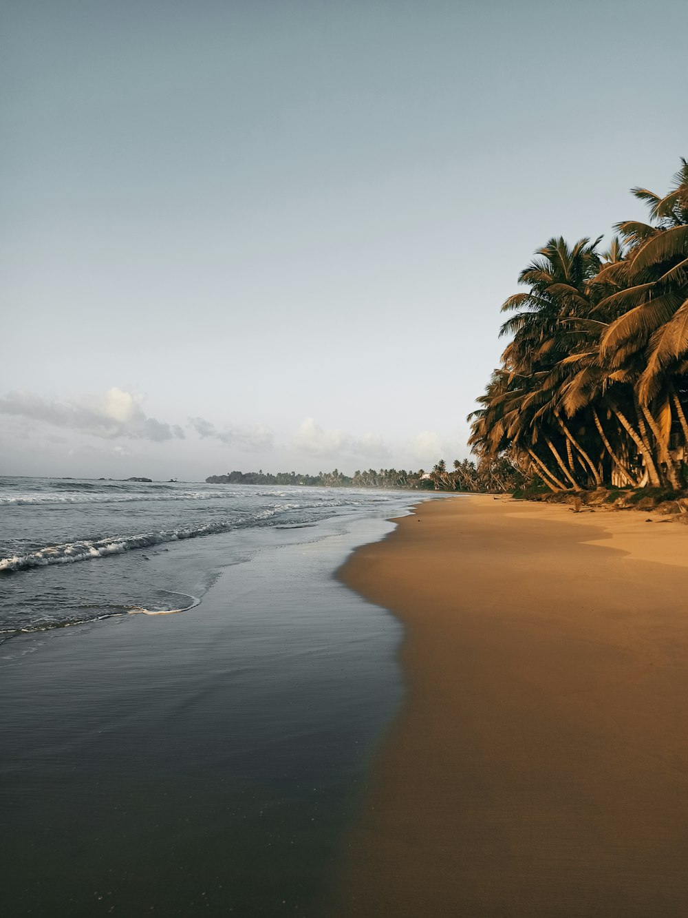 Ein Strand mit Palmen und dem Meer