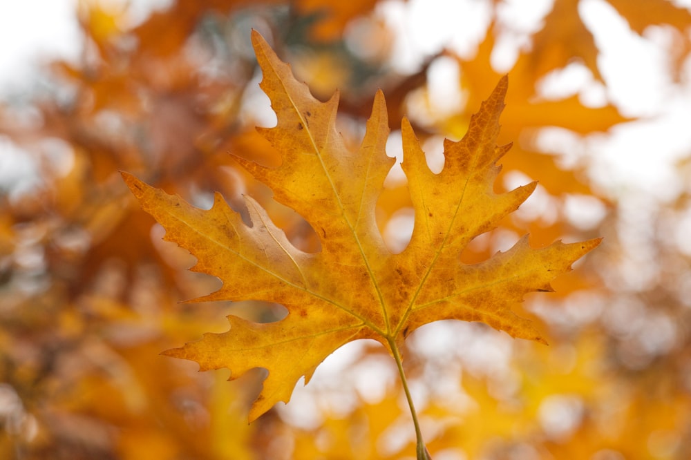 a close up of a leaf on a tree