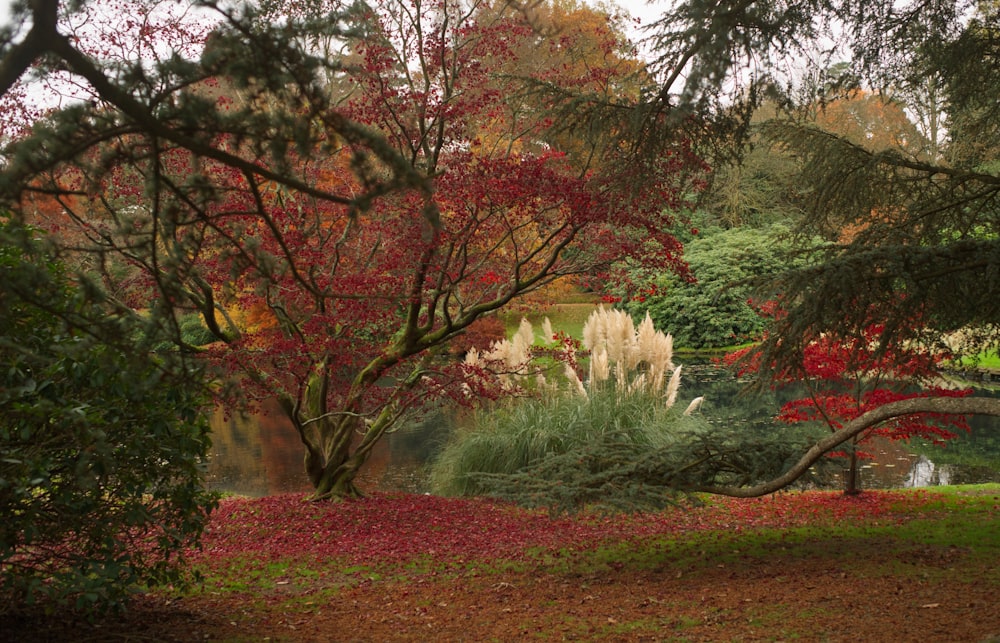 a pond surrounded by trees with red leaves
