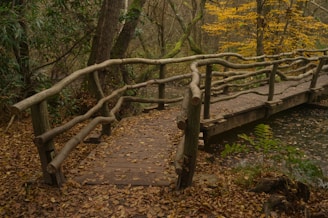 a wooden bridge over a small stream in a forest