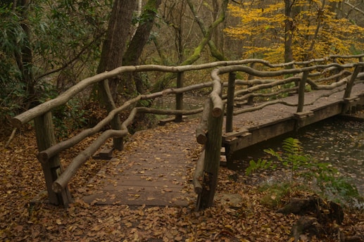 a wooden bridge over a small stream in a forest