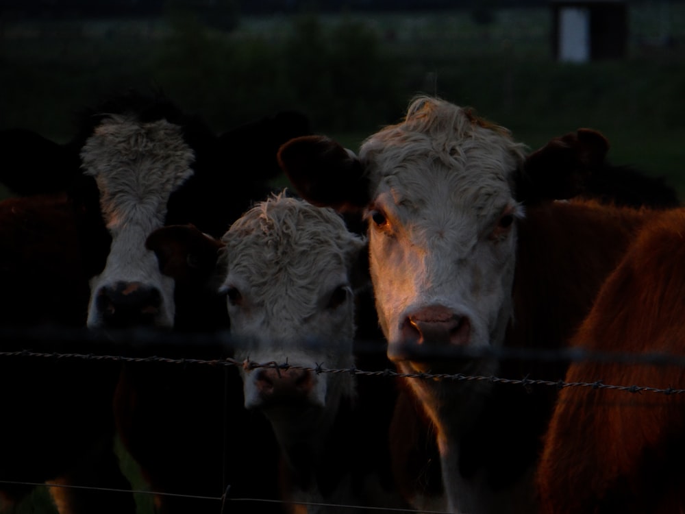 a group of cows behind a barbed wire fence