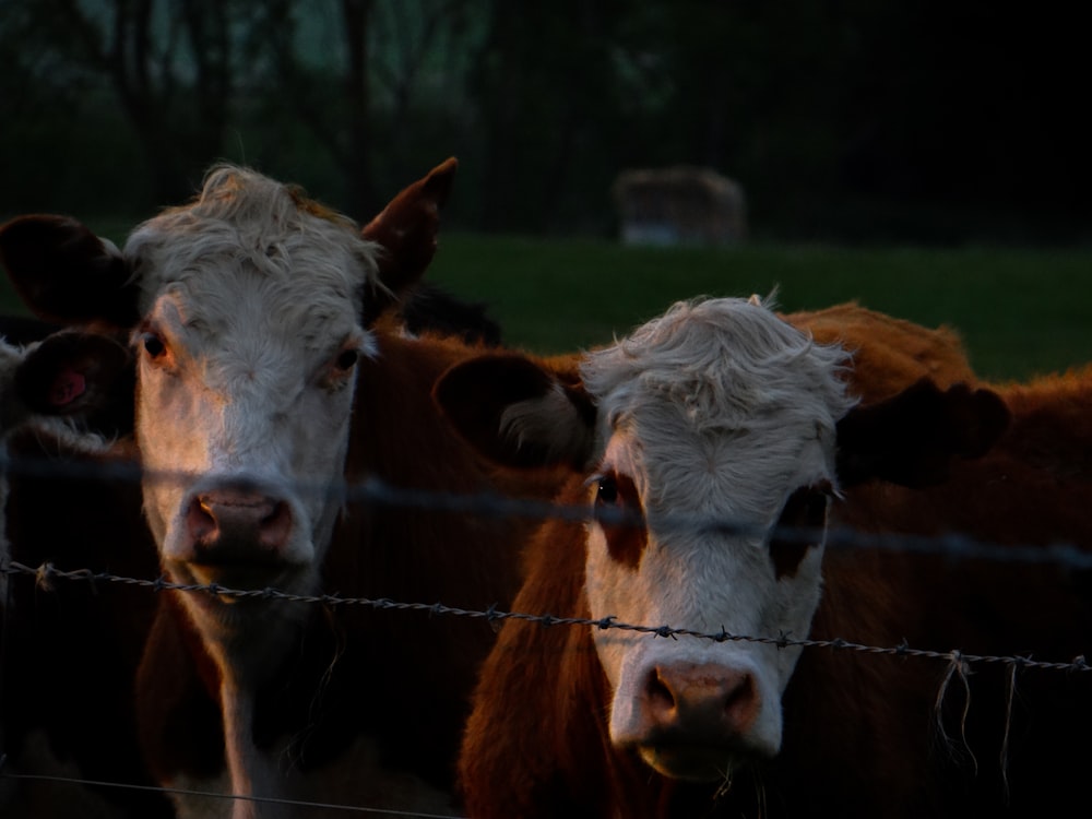 a group of cows standing behind a barbed wire fence