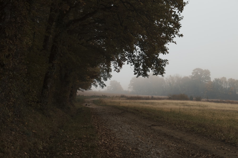 a dirt road with trees on both sides of it