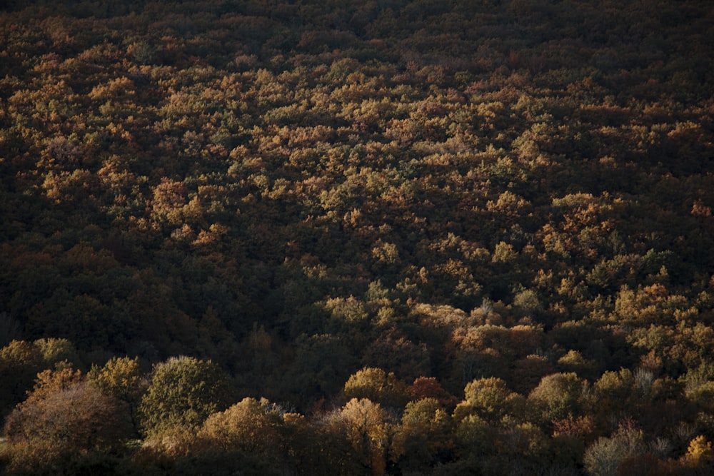 a forest filled with lots of trees covered in leaves