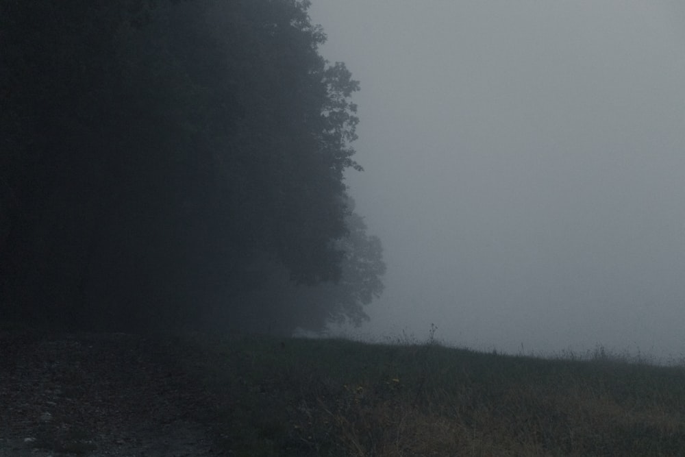 a lone sheep standing in the middle of a field on a foggy day