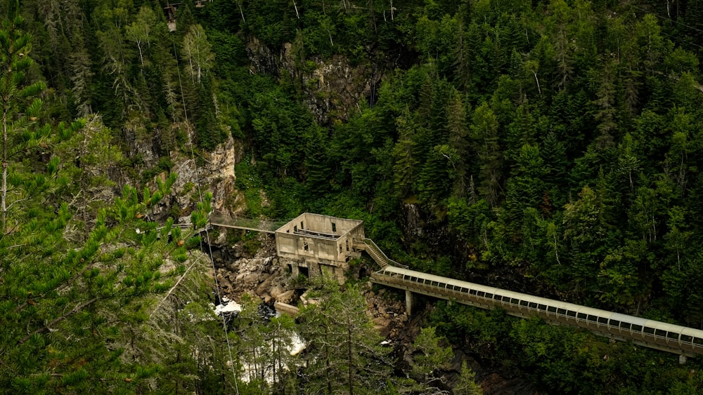 a train traveling over a bridge in a forest