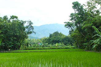 Lush green rice paddies stretching under a bright Cambodian sky at sunrise.