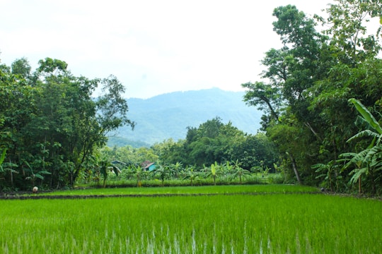 Lush green rice paddies stretching under a bright Cambodian sky at sunrise.