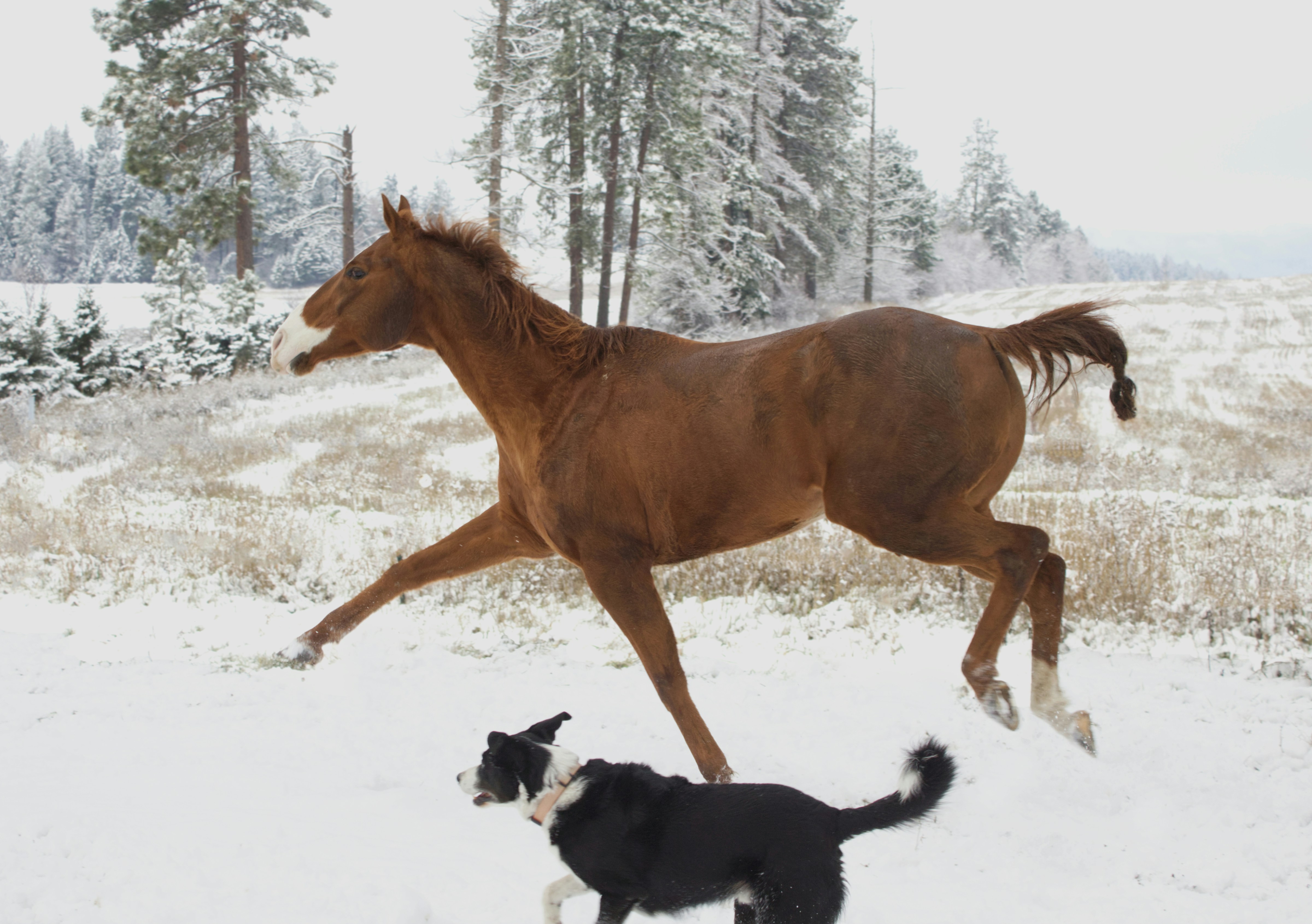 ‘dog’ vs. ‘horse’ in Native American languages