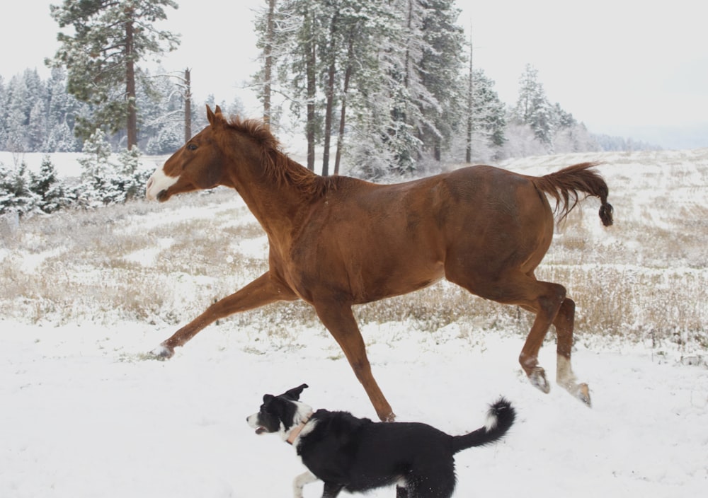 a horse and a dog running in the snow