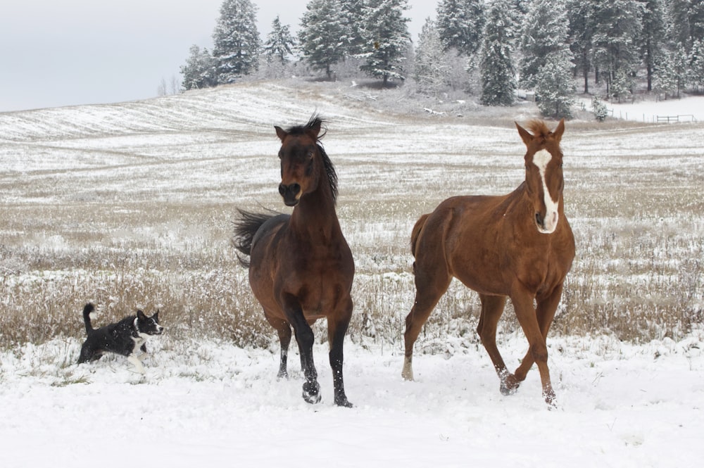 two horses running in a snowy field with a dog