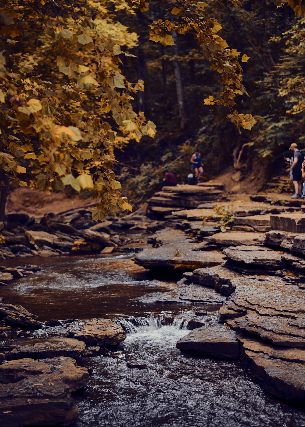 a group of people walking across a river next to a forest