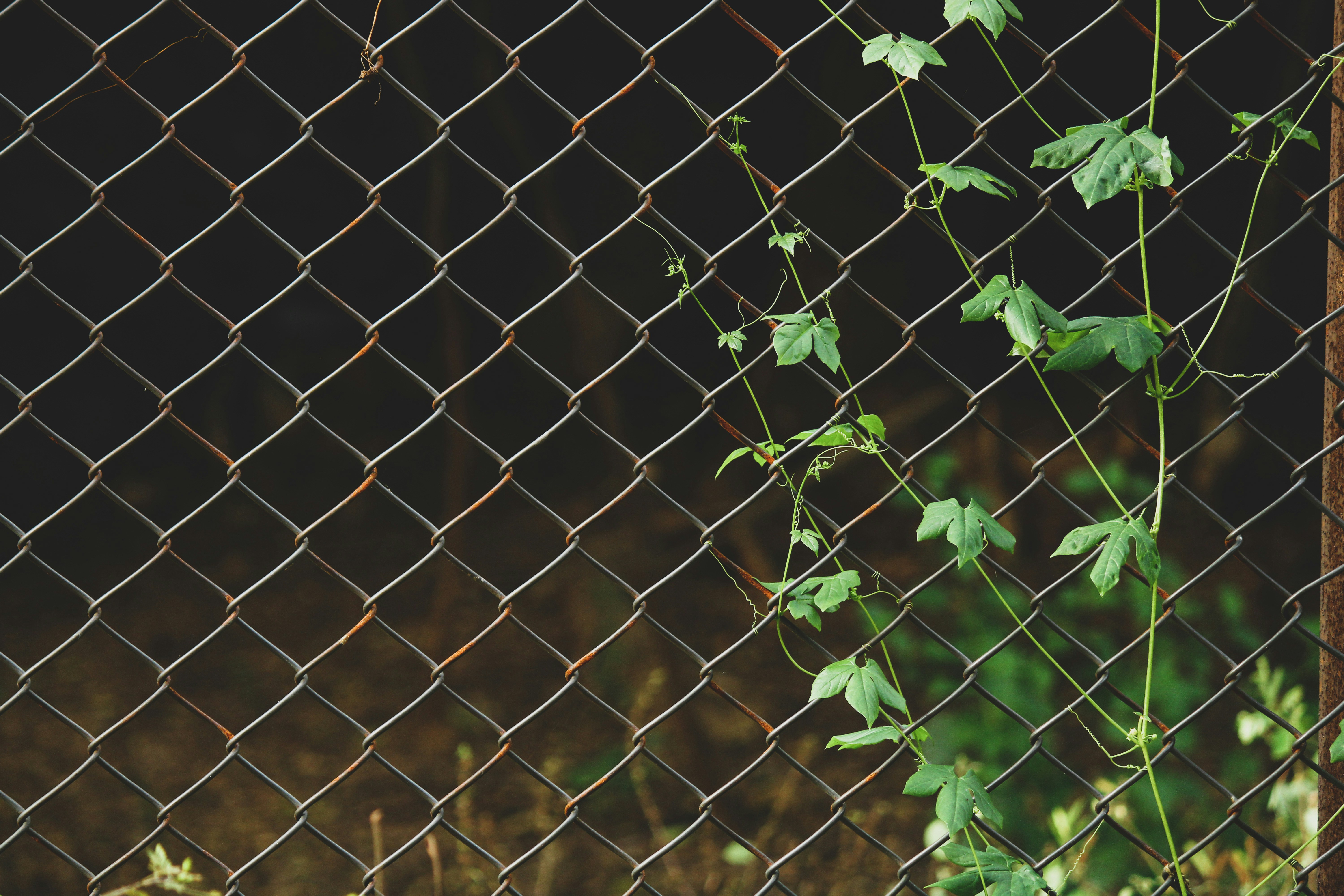12 Fence Care Maintenance Solutions for Vinyl Discoloration