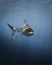 a great white shark swimming in the ocean