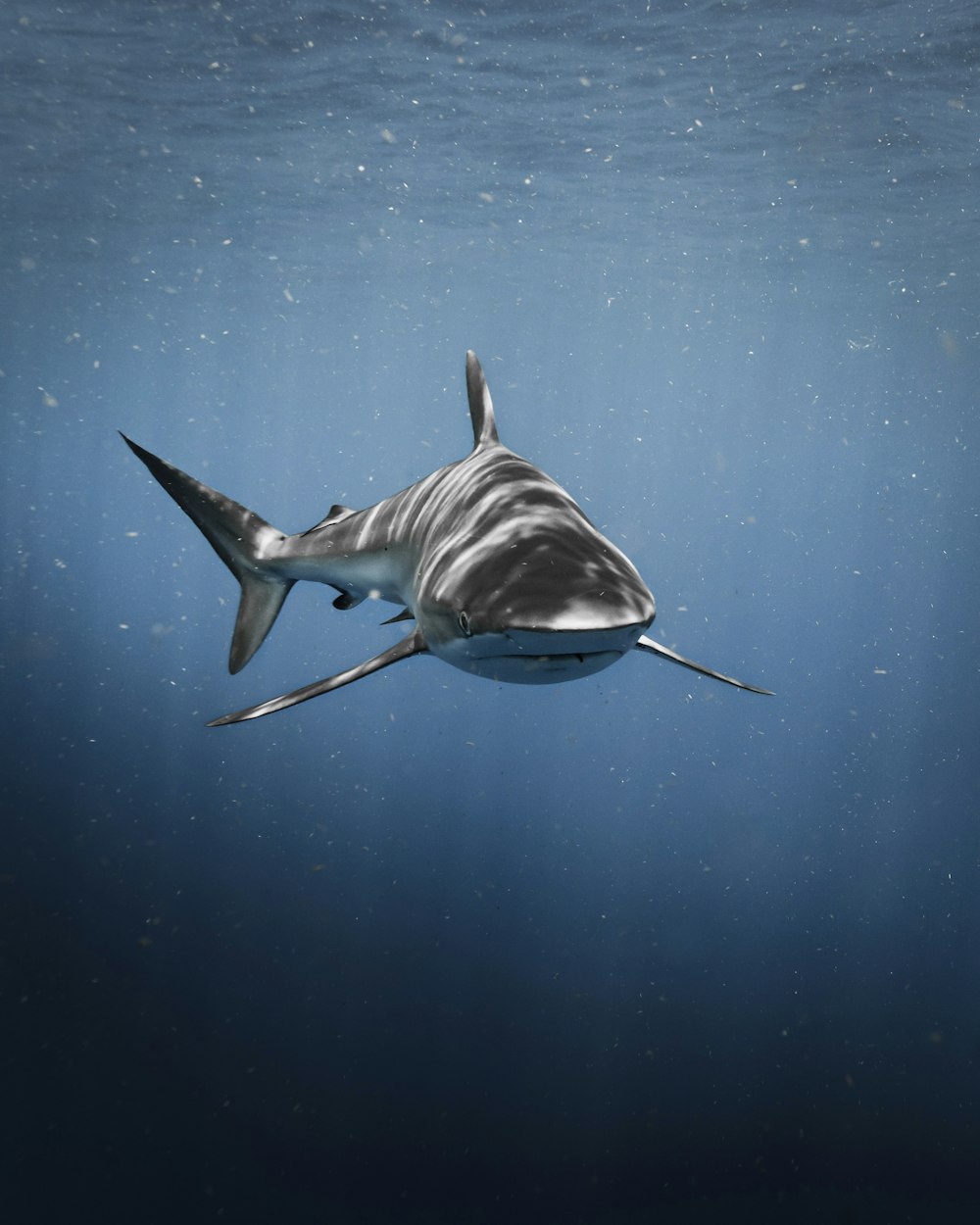 Un gran tiburón blanco nadando en el océano