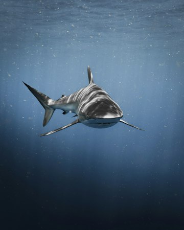 A shark swimming through deep blue water with suspended particles