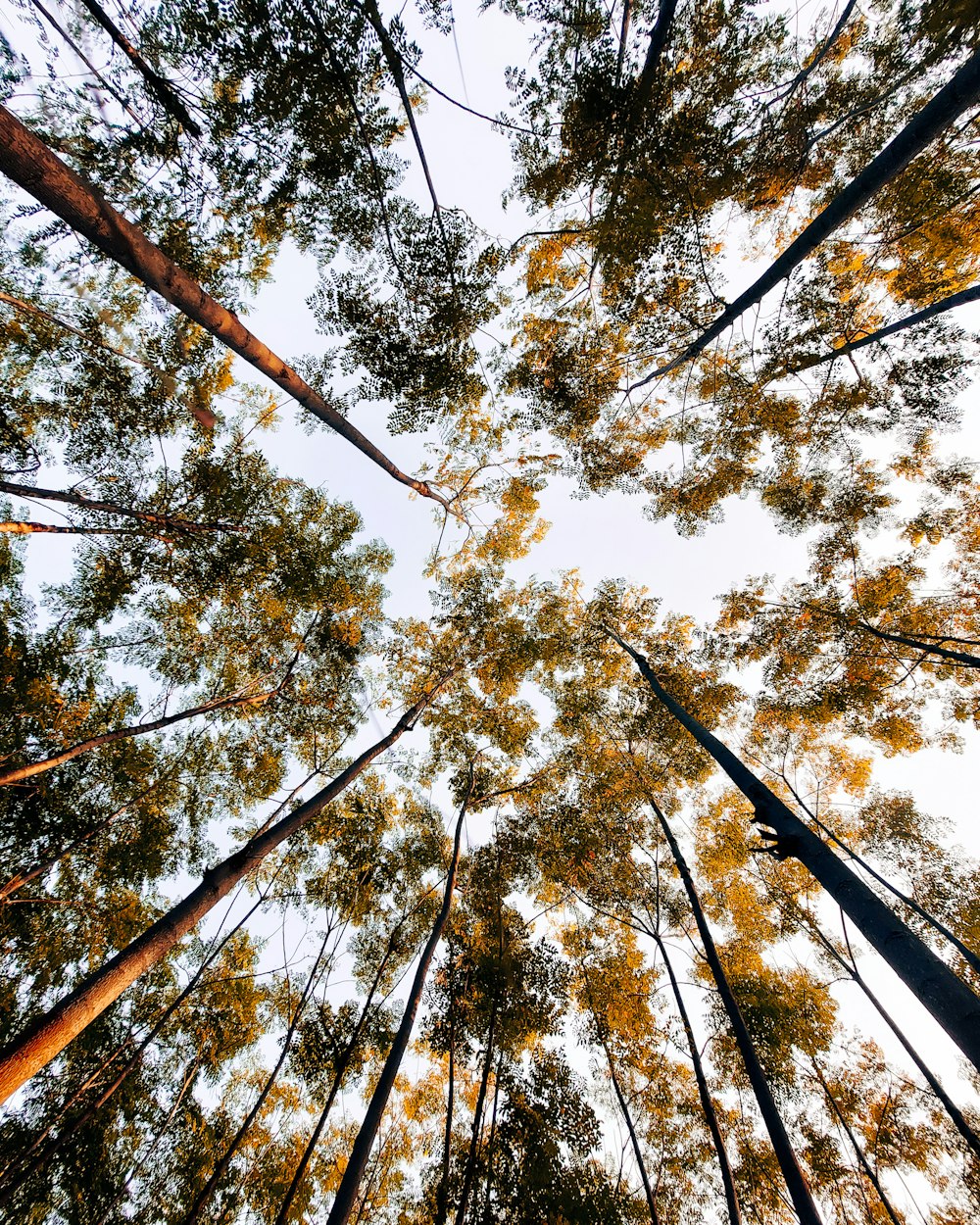 a group of tall trees standing next to each other