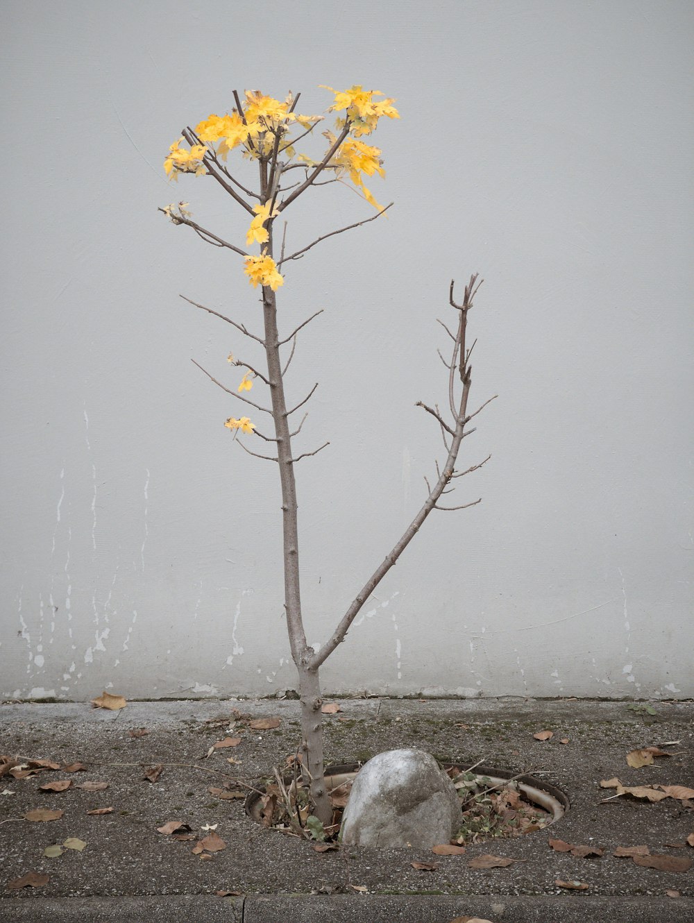 a small tree with yellow flowers in front of a gray wall