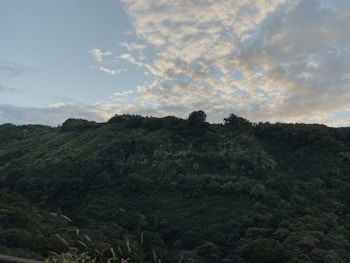 A lush green hillside covered with dense trees under a sky dotted with scattered clouds. The trees seem to be thriving, suggesting a healthy ecosystem.