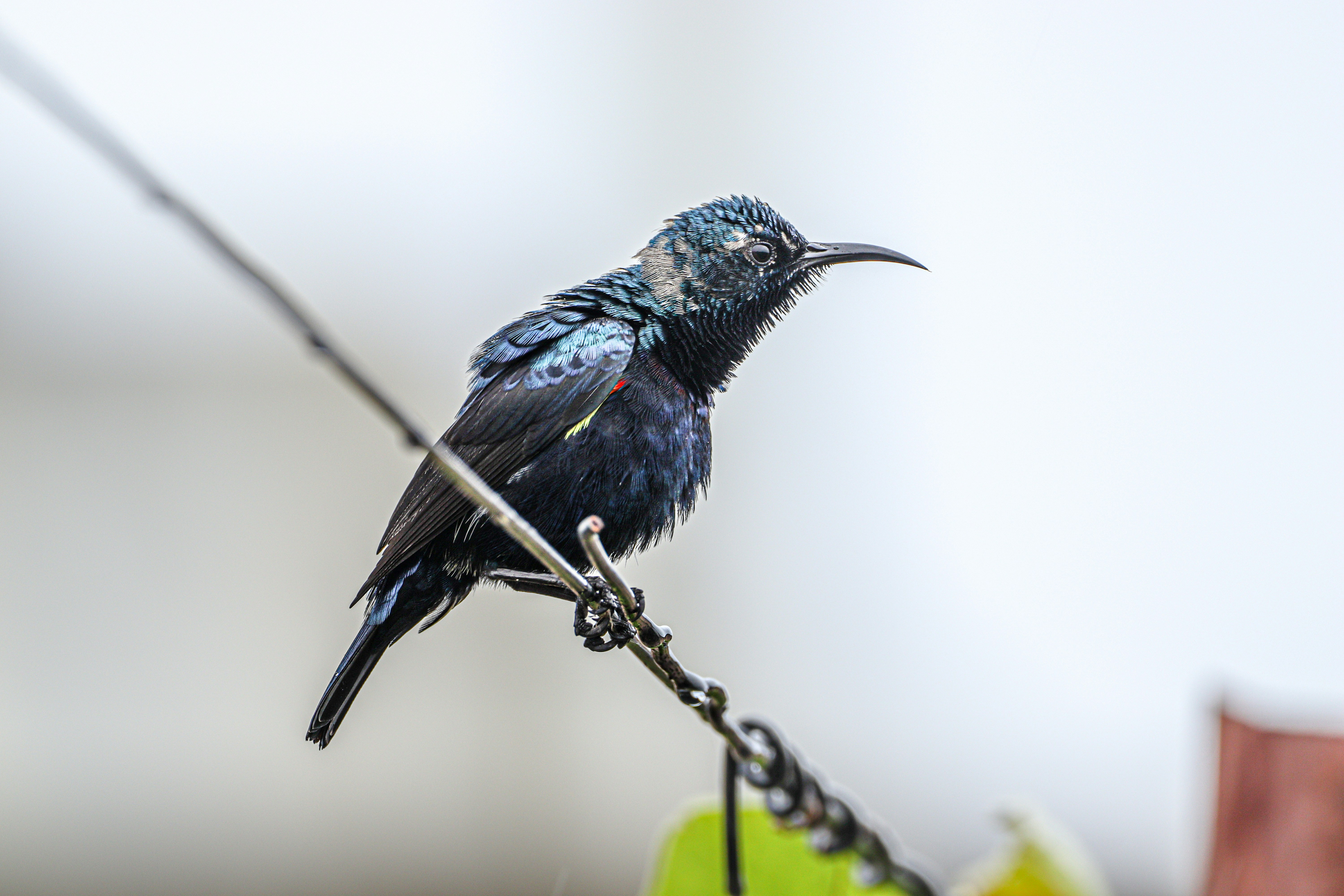 Photo by tejawildlife