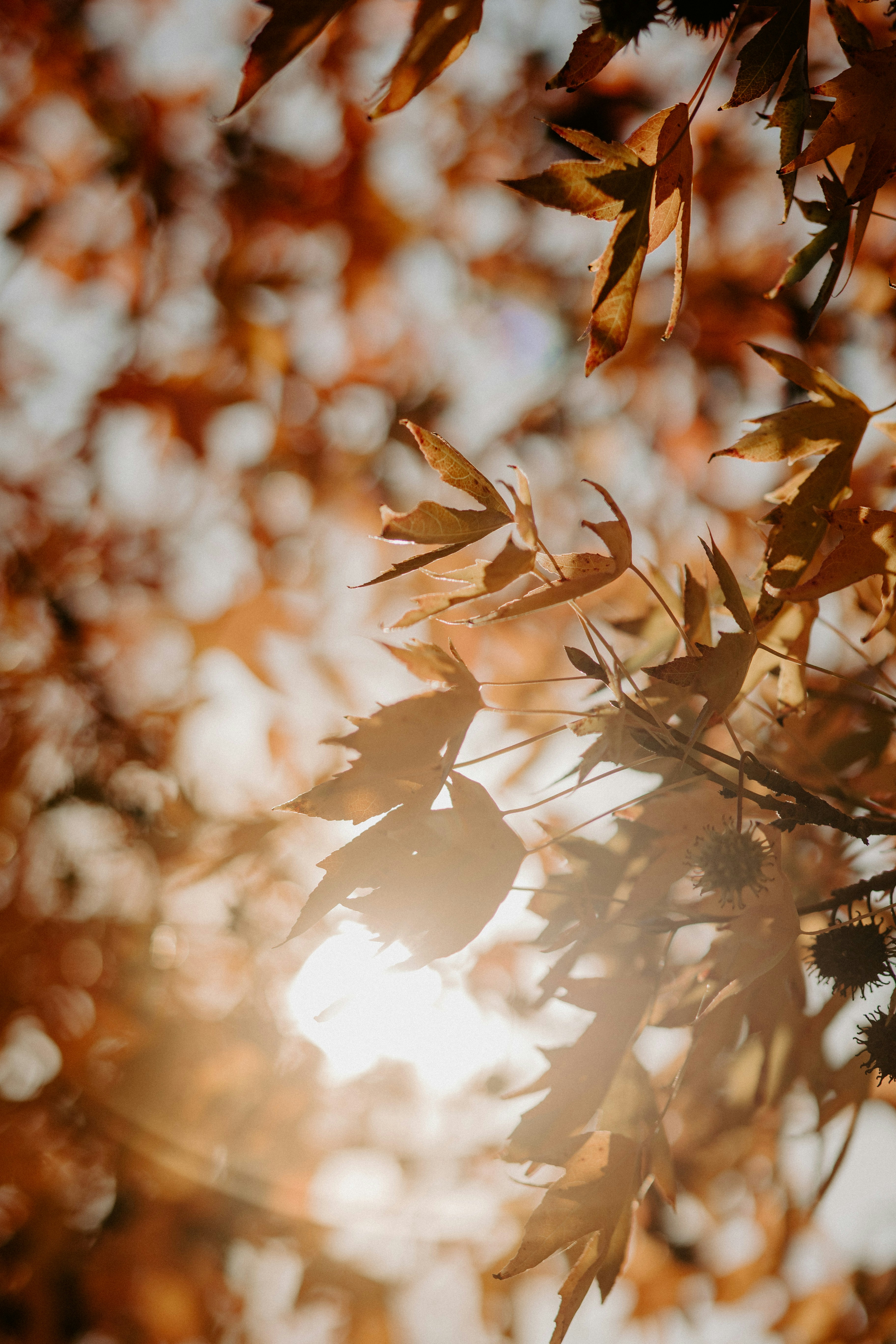 Photo by trnavskauni