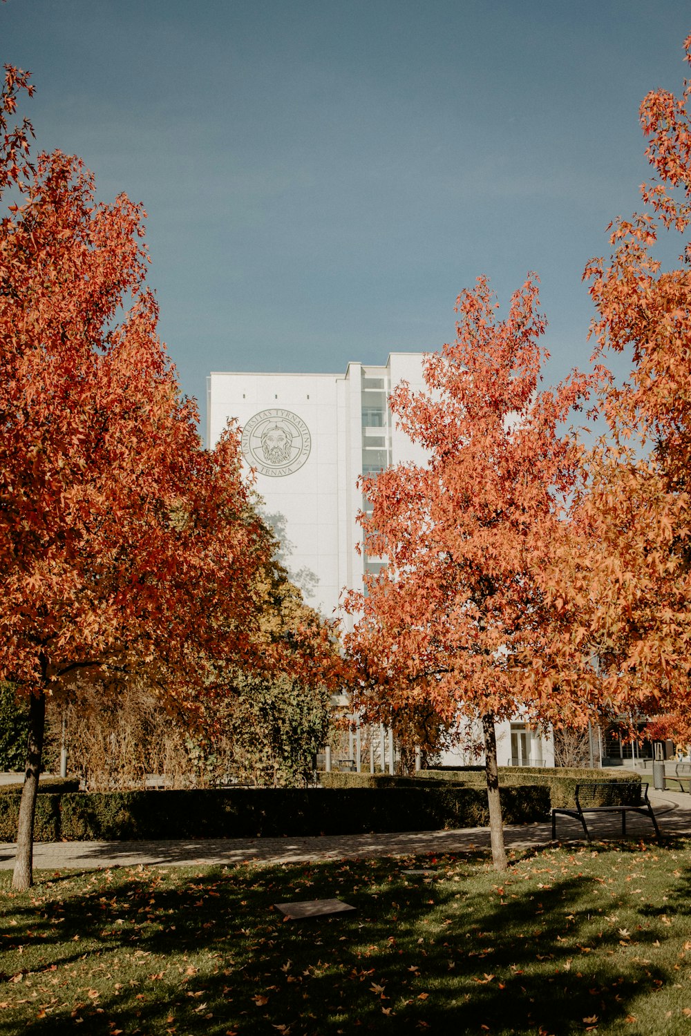 a tree in a park