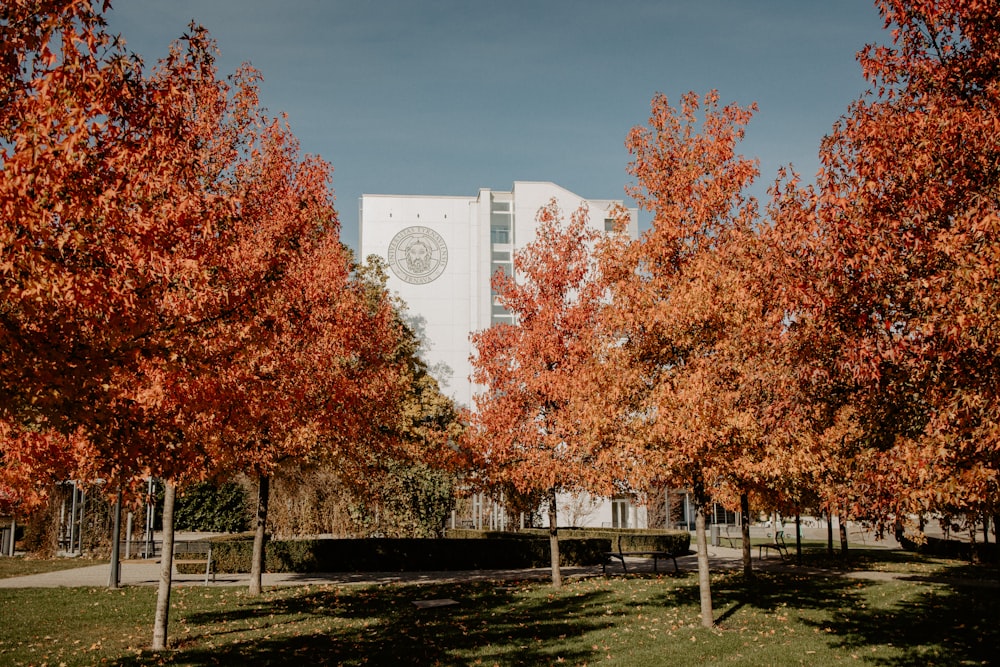 a tree in front of a fence