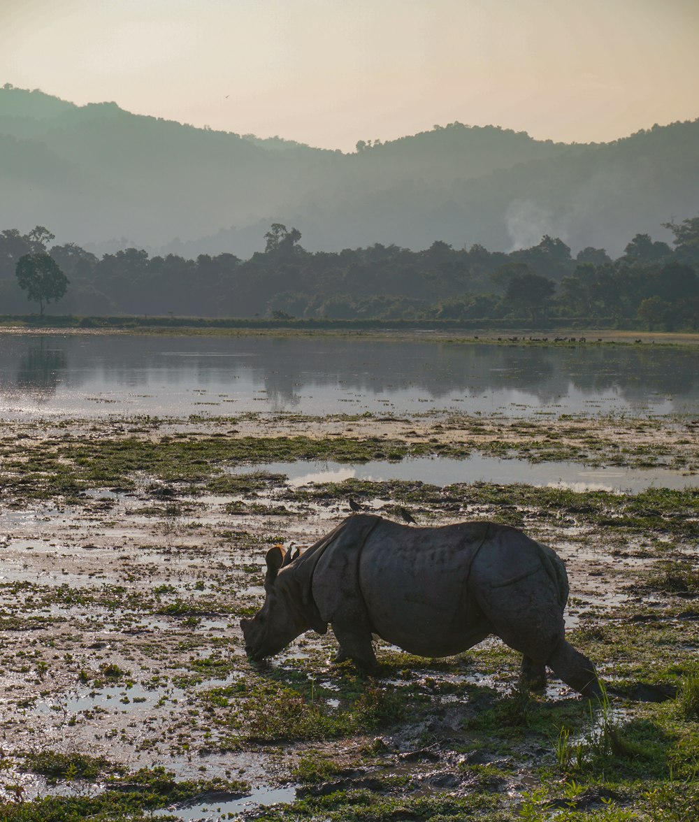 a rhinoceros standing in a muddy field next to a body of water
