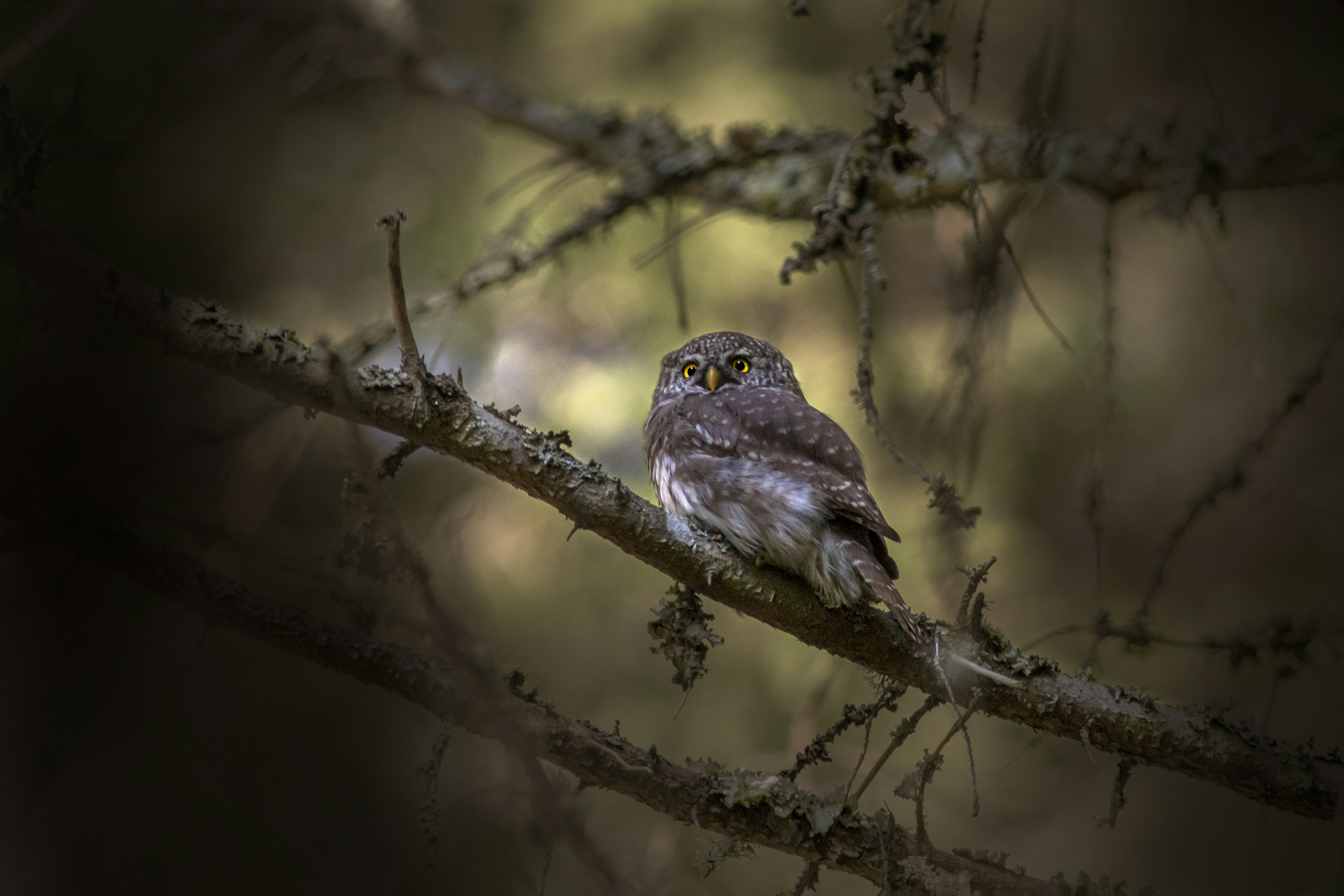 Photo by erik_karits