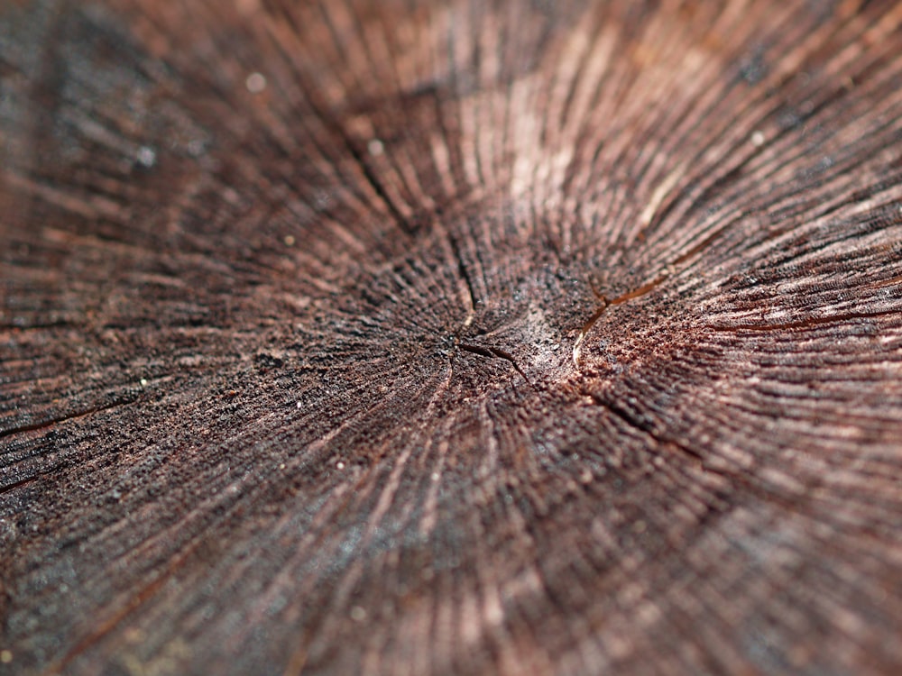 a close up view of a tree trunk