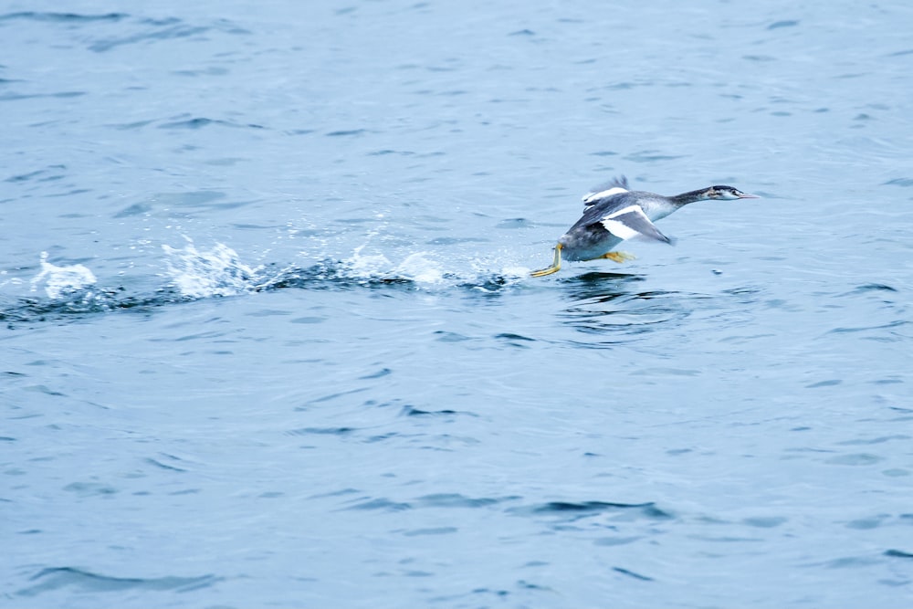 a bird flying over a body of water