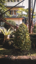 A landscaped garden area featuring a well-manicured bush with red flowers, a potted plant in a metal container, and several large stones. In the background, there is a small white house with a dark roof, partially obscured by trees and large beams. Sunlight filters through the foliage, casting dappled shadows on the ground.